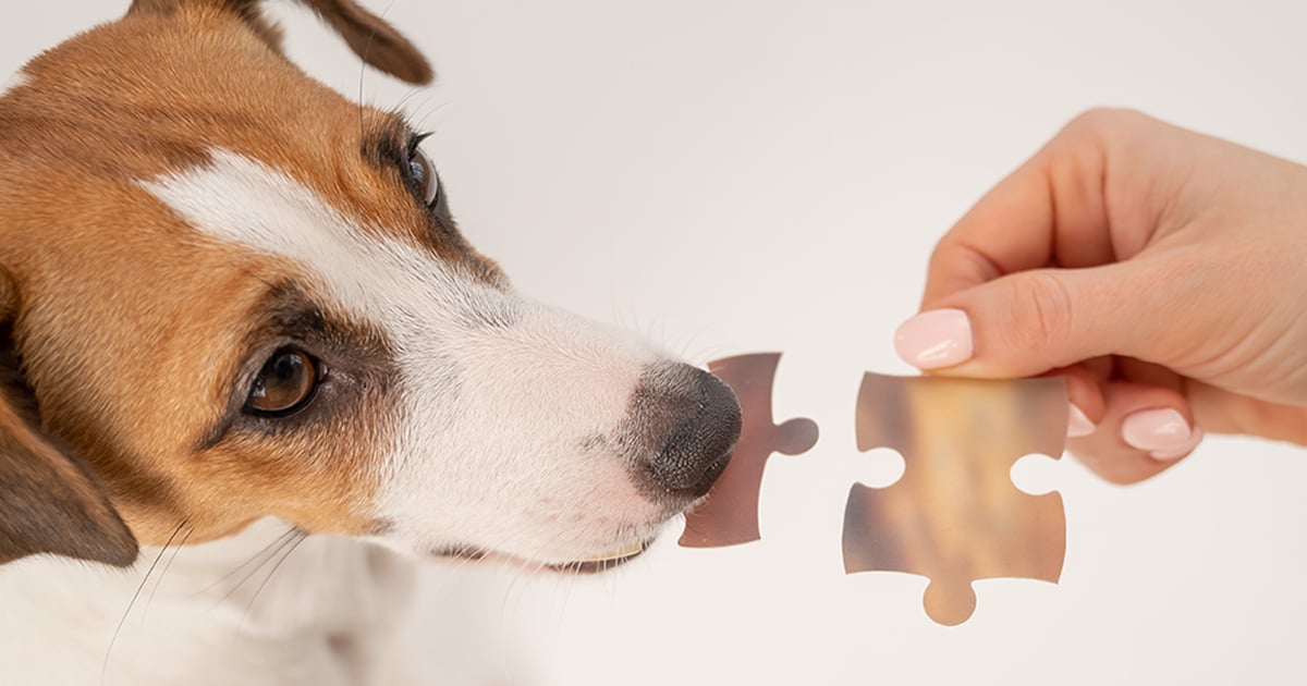 Your dog's brain might help crack Alzheimer's