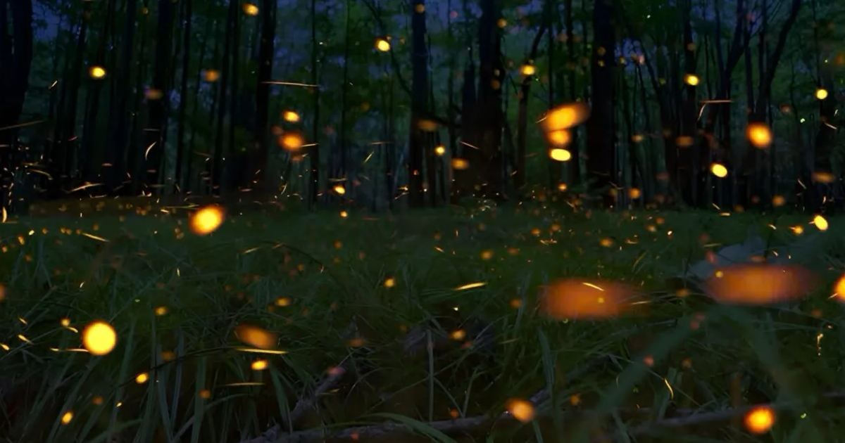 Catching Fireflies, Exposing The Formula To All My Winners