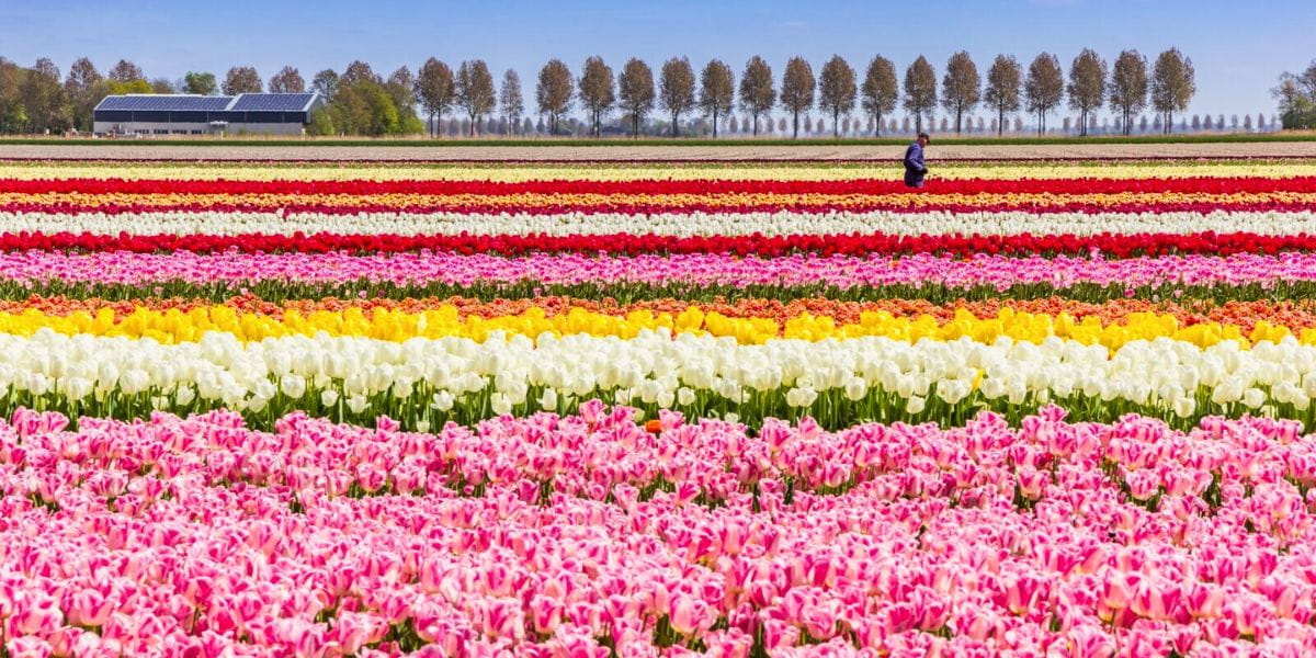 Your Photo-Filled Guide to Seeing the Best Tulips in and Around Amsterdam This Season