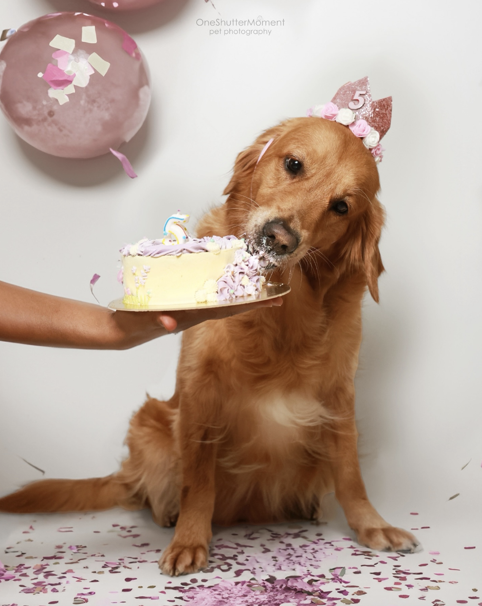 The TikTok Generation of Pet Parents: What Clinics Need to Know