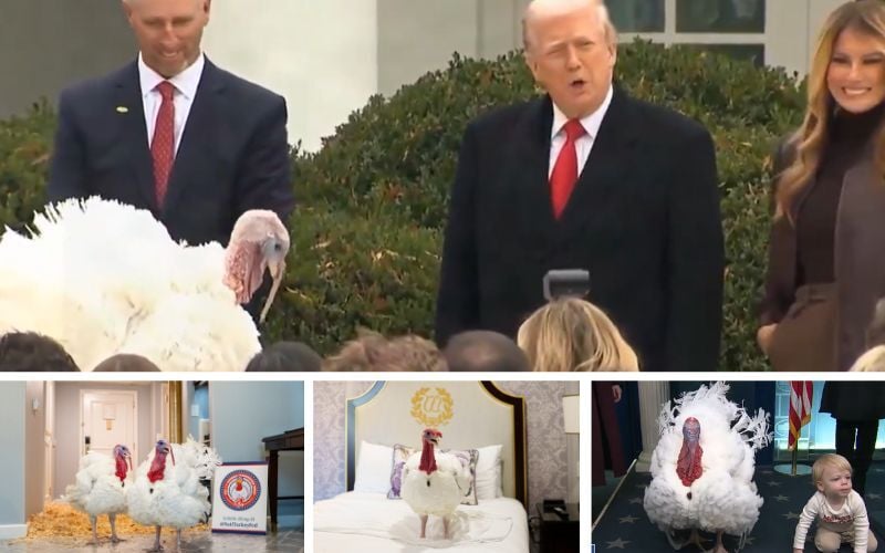  🦃 Trump Pardons Gobble & Waddle