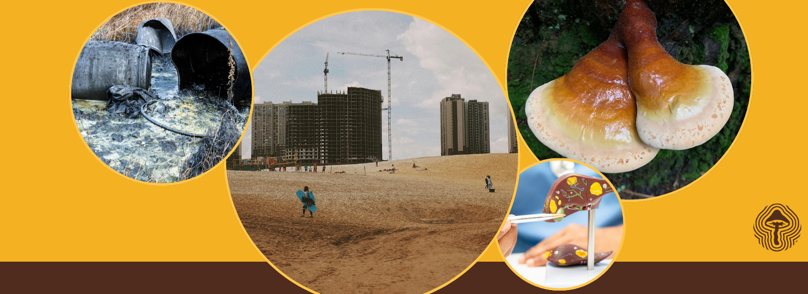 Lung Oyster Mushrooms Love Coffee Grounds and Pomegranate Peels