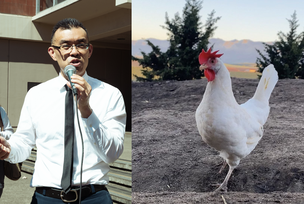 Standing Up for Chickens: SF Attorney Takes Center Stage in Animal Rights Trial
