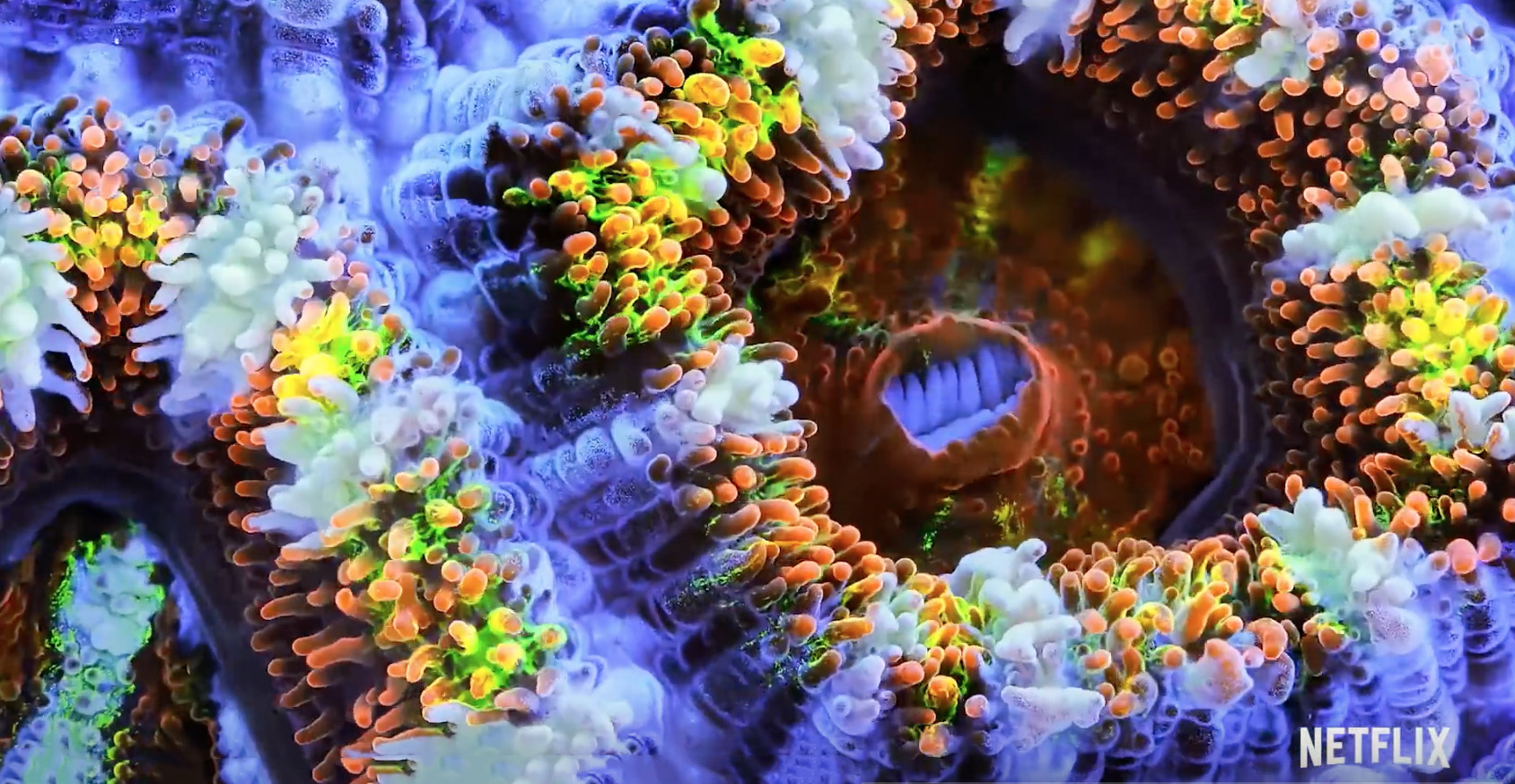 Chasing Coral – A Must See