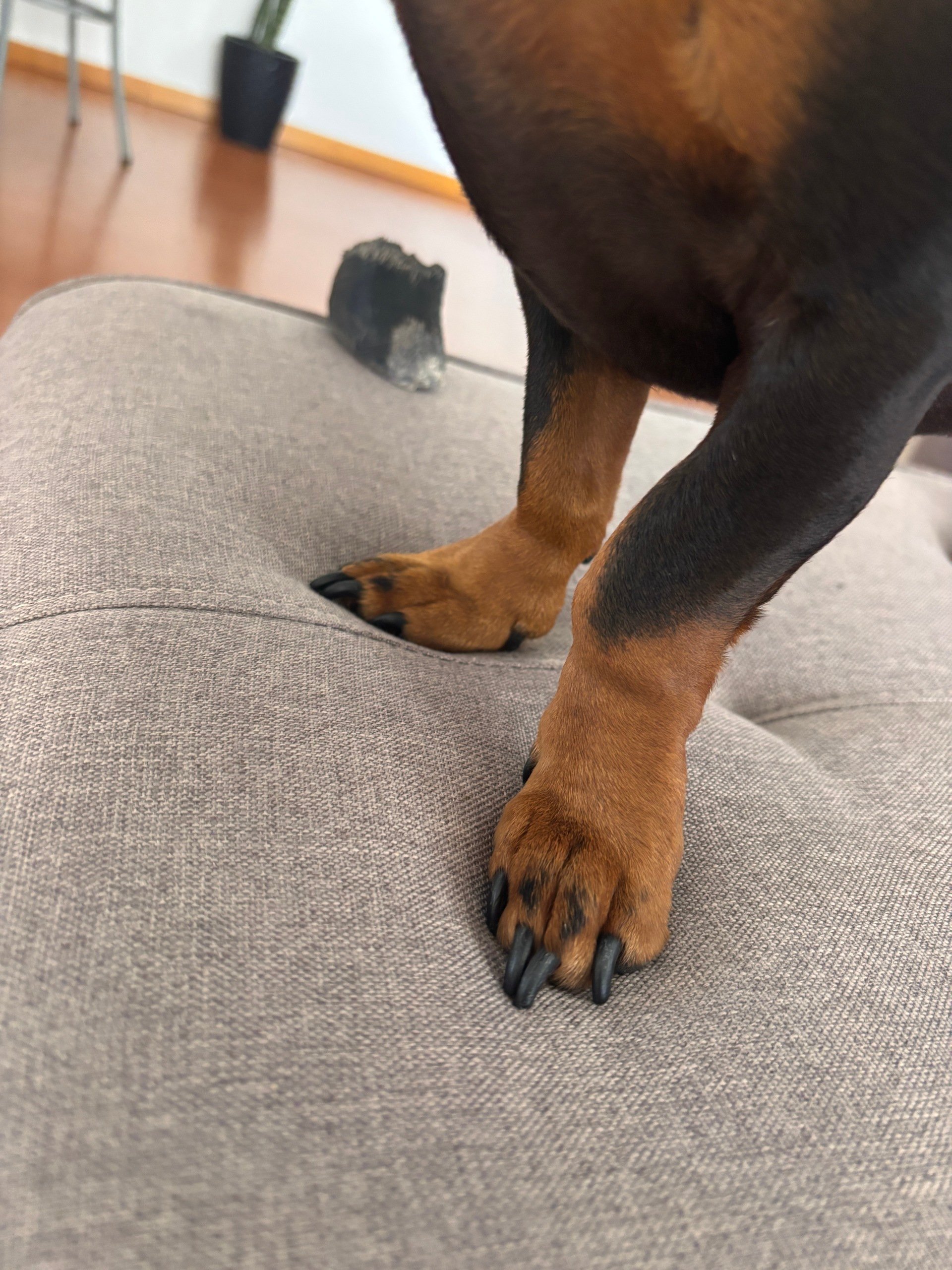 Cancelei o ChatGPT (explico por quê)