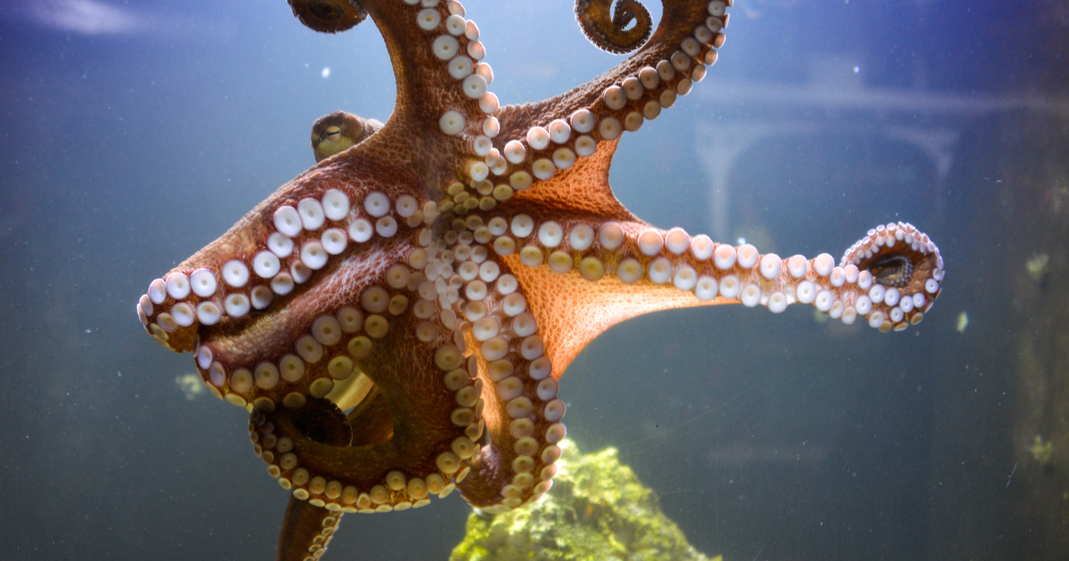 The Blue-Blooded, Three-Hearted Oddity Beneath the Waves