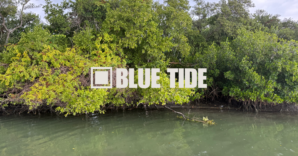 How Mangroves Save Governments Billions