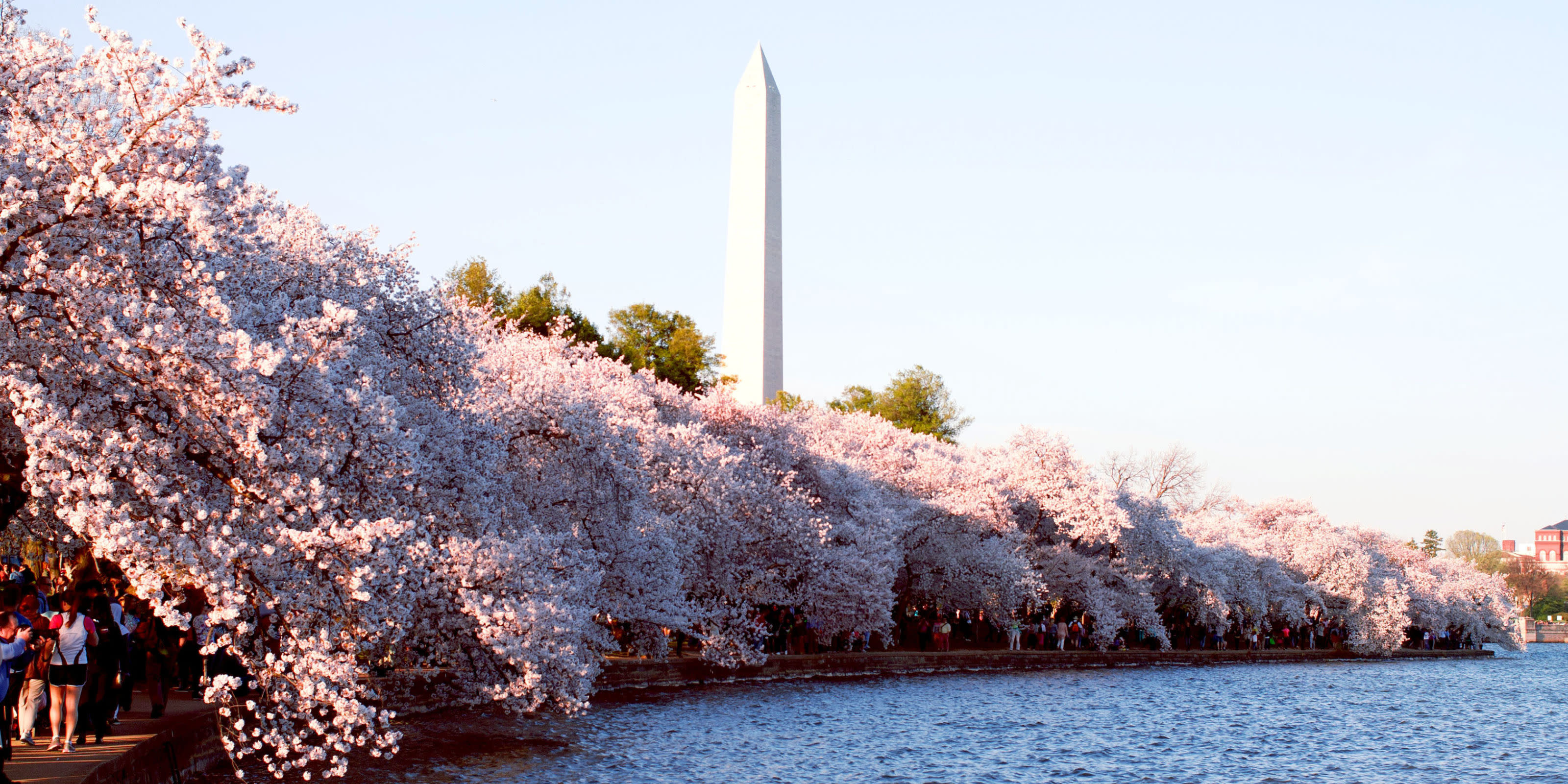 A23: Washington and the Cherry Tree
