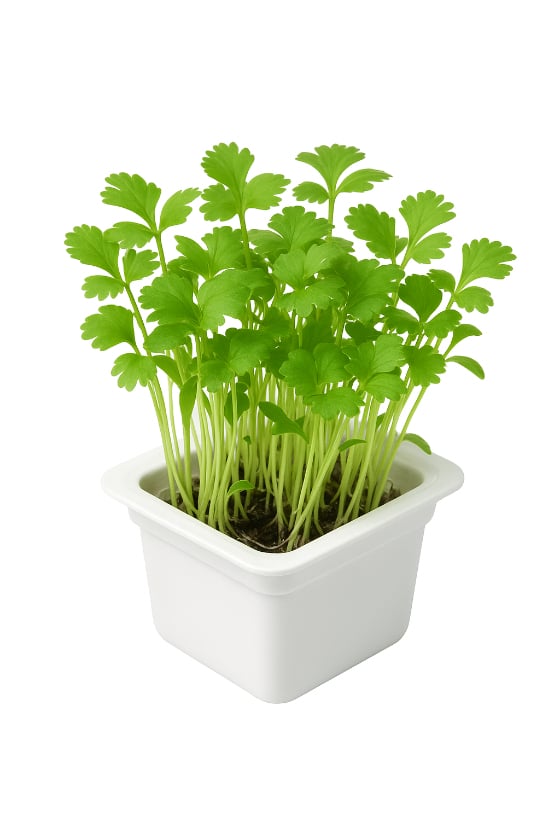 Grow Cilantro indoors