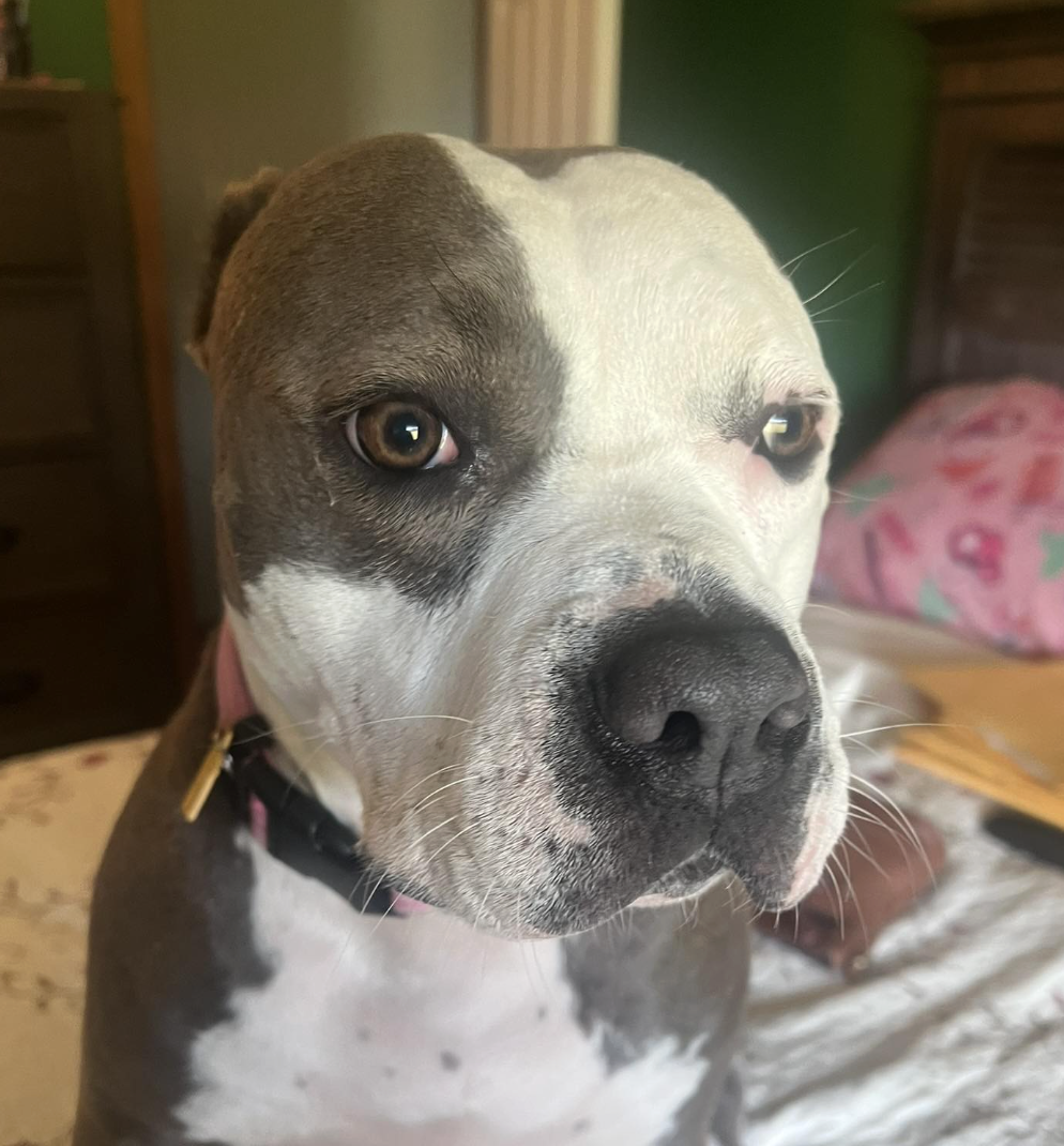 🐶❤️🐶 Do dogs feel loved when we kiss them? 🐶❤️🐶