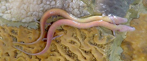 olm (Proteus anguinus)