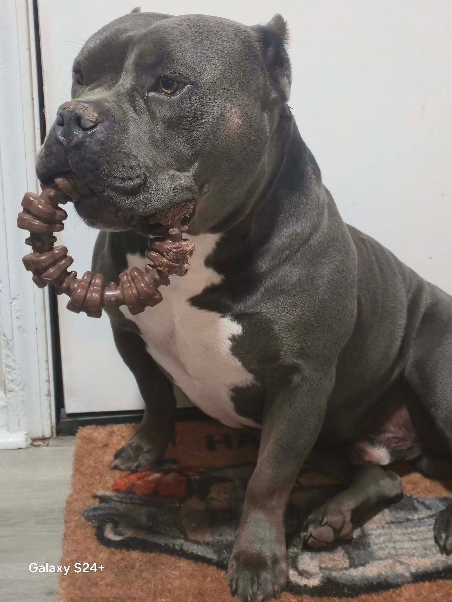 🐶❤️🐶 Why do dogs dig in the couch?  🐶❤️🐶 