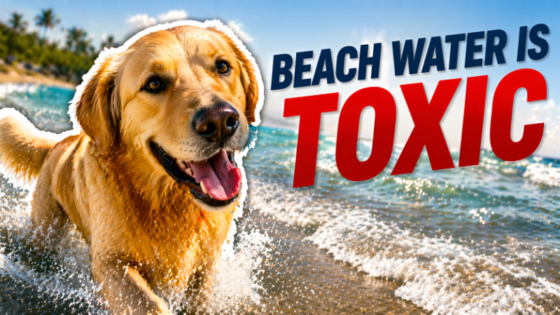 The Hidden Risk to Your Dog at the Beach