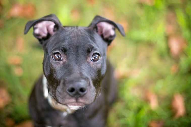 Puppy Abandoned at SFO Adopted