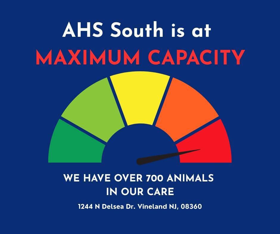 Vineland Humane Society Reaches Maximum Capacity, "Crisis Mode"