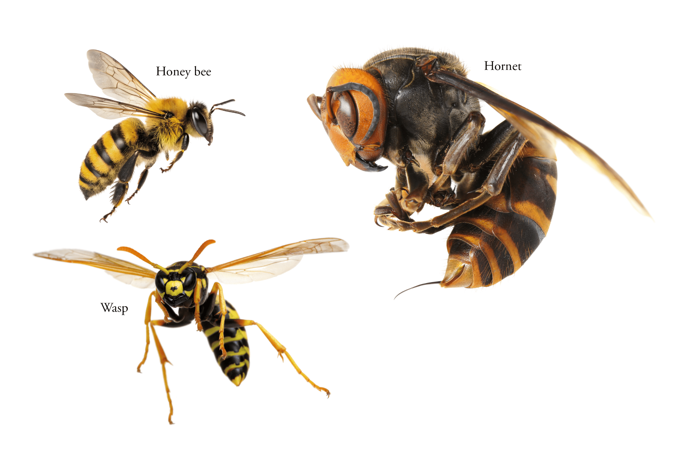 The Difference Between Bees, Wasps, and Hornets