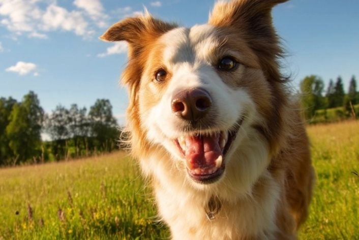 How dogs age - and what it reveals about you