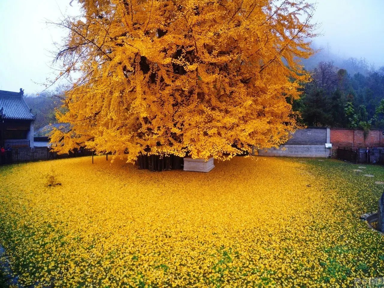 A 1400 Year Old Gingko Tree That Rains Down an Ocean of Yellow Leaves