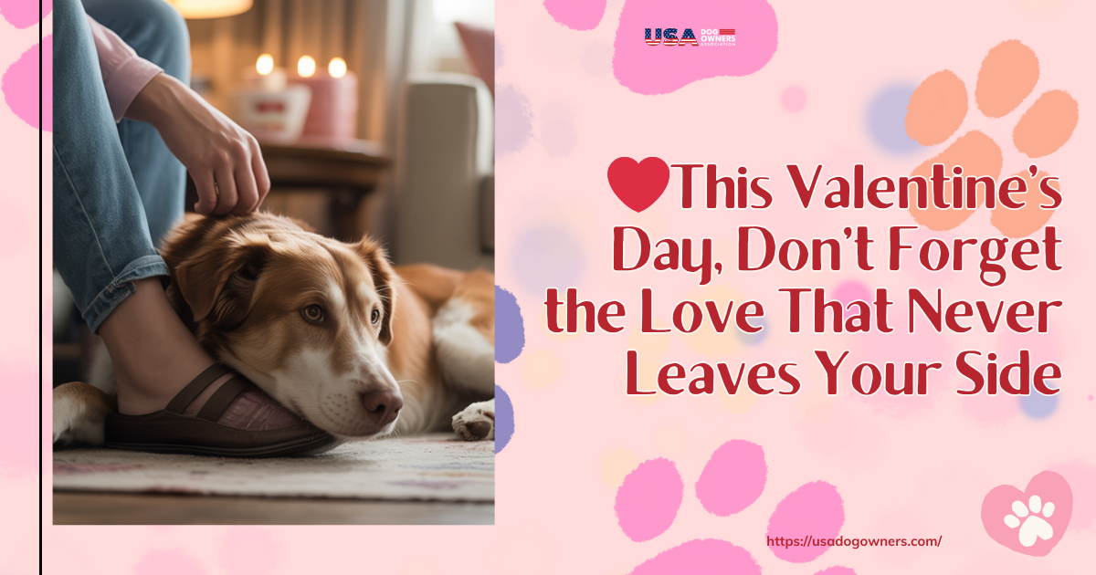 ❤️This Valentine’s Day, Don’t Forget the Love That Never Leaves Your Side