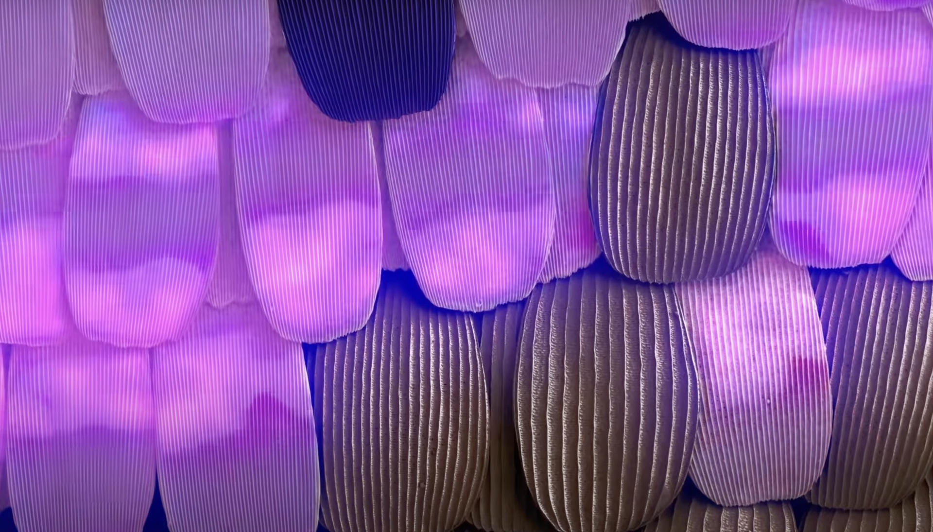 Incredible Nanoscapes Video Shows Butterfly Wings Like You’ve Never Seen Them