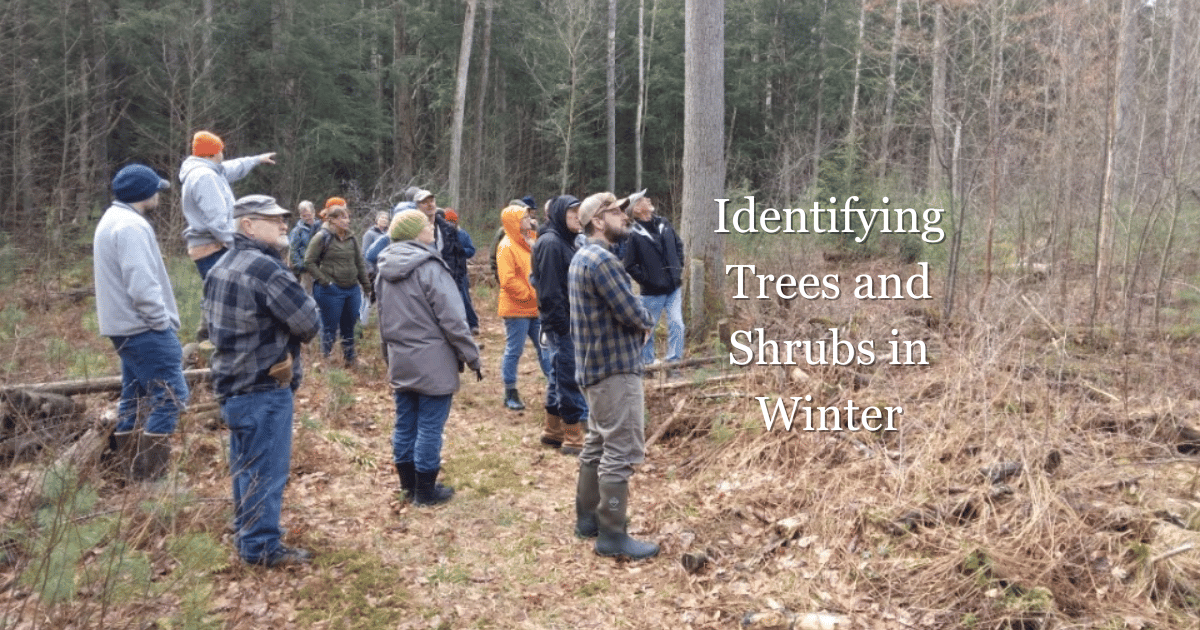 Identifying Trees and Shrubs in Winter