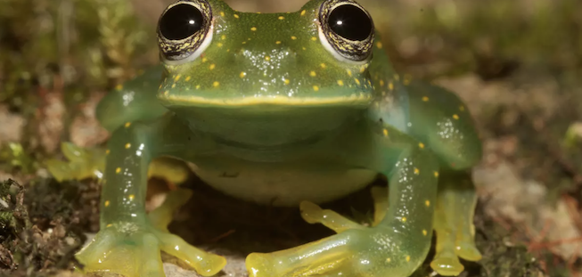 Wild, Strange, and Beautiful: This Week’s Nature Fix