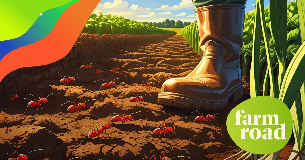 🚨 Fire Ants Are Spreading — And Farmers Are on the Front Line