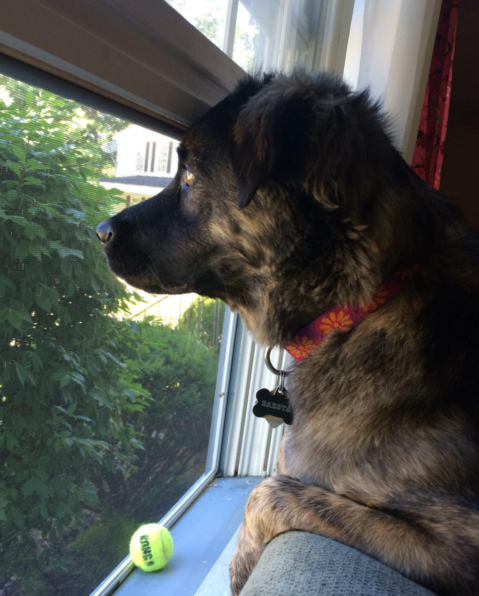 🐶❤️🐶 How to keep a pup safe after a blizzard 🐶❤️🐶 