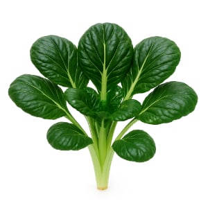 Tat Soi a Great Green to Grow Indoors