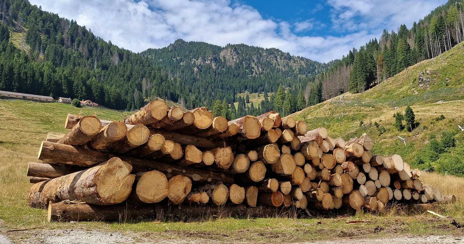 Global Timber Consumption Per Year