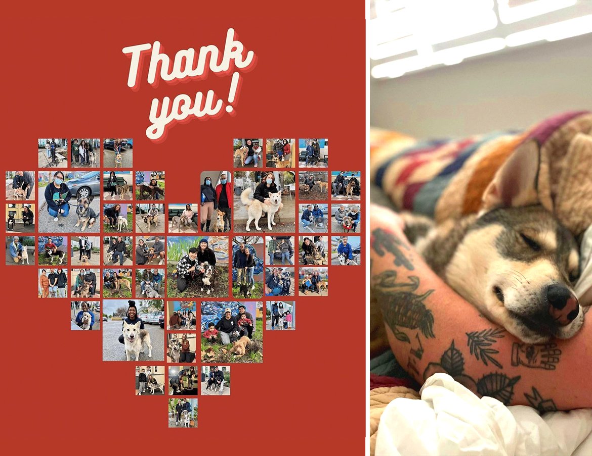 Oakland’s Animal Services Adoption Drive a Big-Time Success