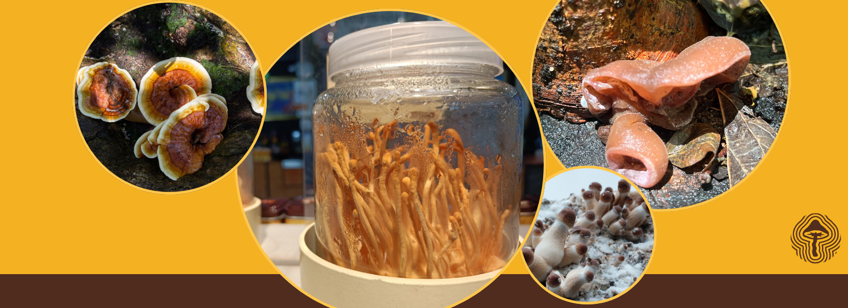 New Evidence Suggests Cordyceps May Help Aerobic Performance