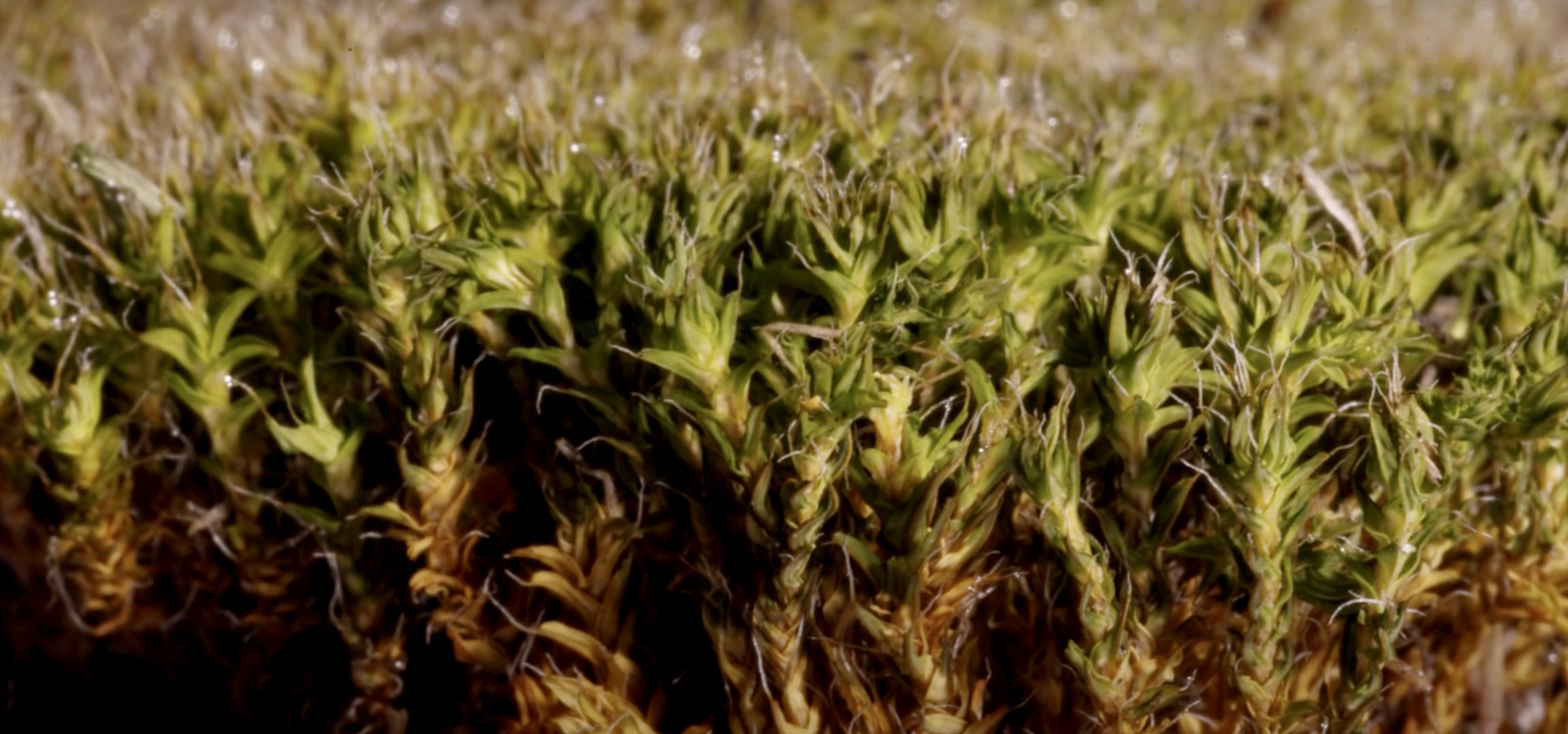Moss That Drinks Directly From the Fog and Mist