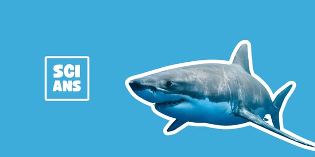 Great Whites can feel electricity?