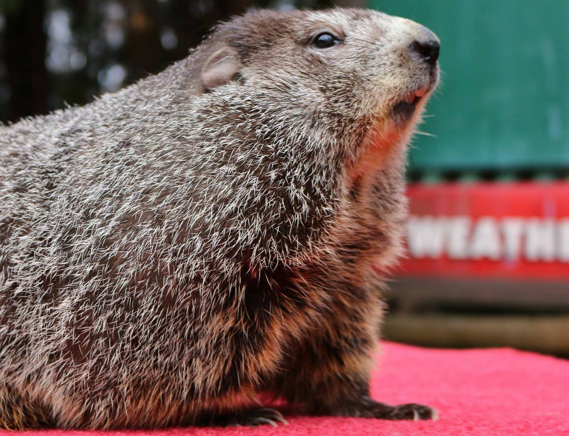 Raleigh Things To Do in February 2026 | The Raleighwood Monthly