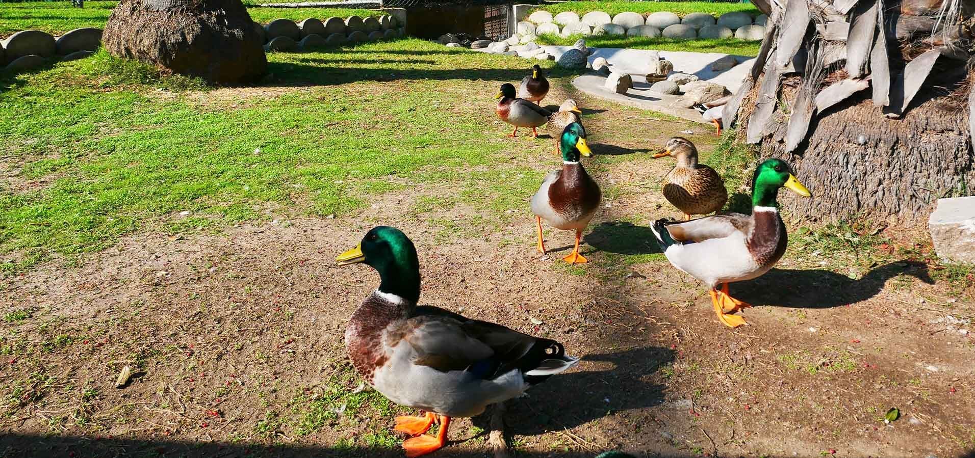 Venice Rising — Venice, California