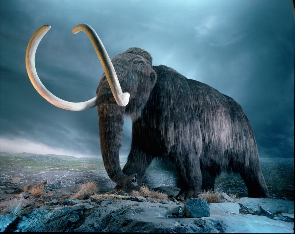 The Mammoth’s Thirsty Fate?