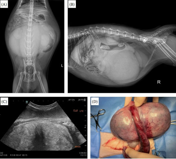 Rare Feline Uterine Tumor —Case Report Highlights Life-Threatening Surgical Risks