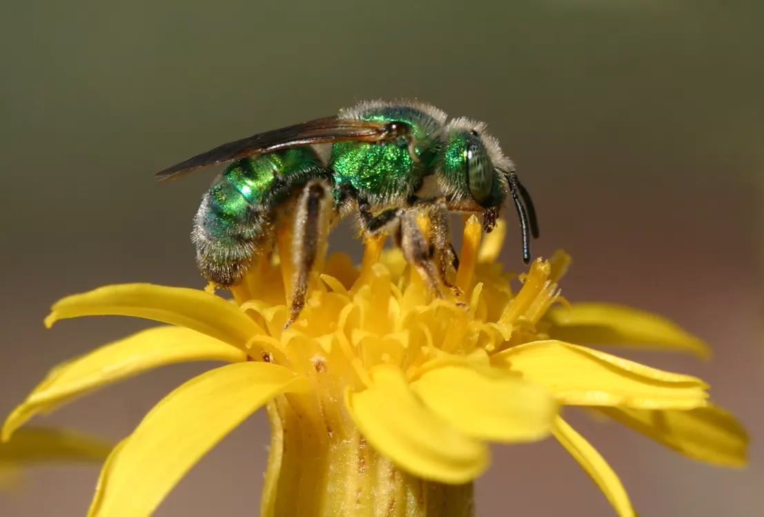 5 Ways To Set Native Bees Up For Success