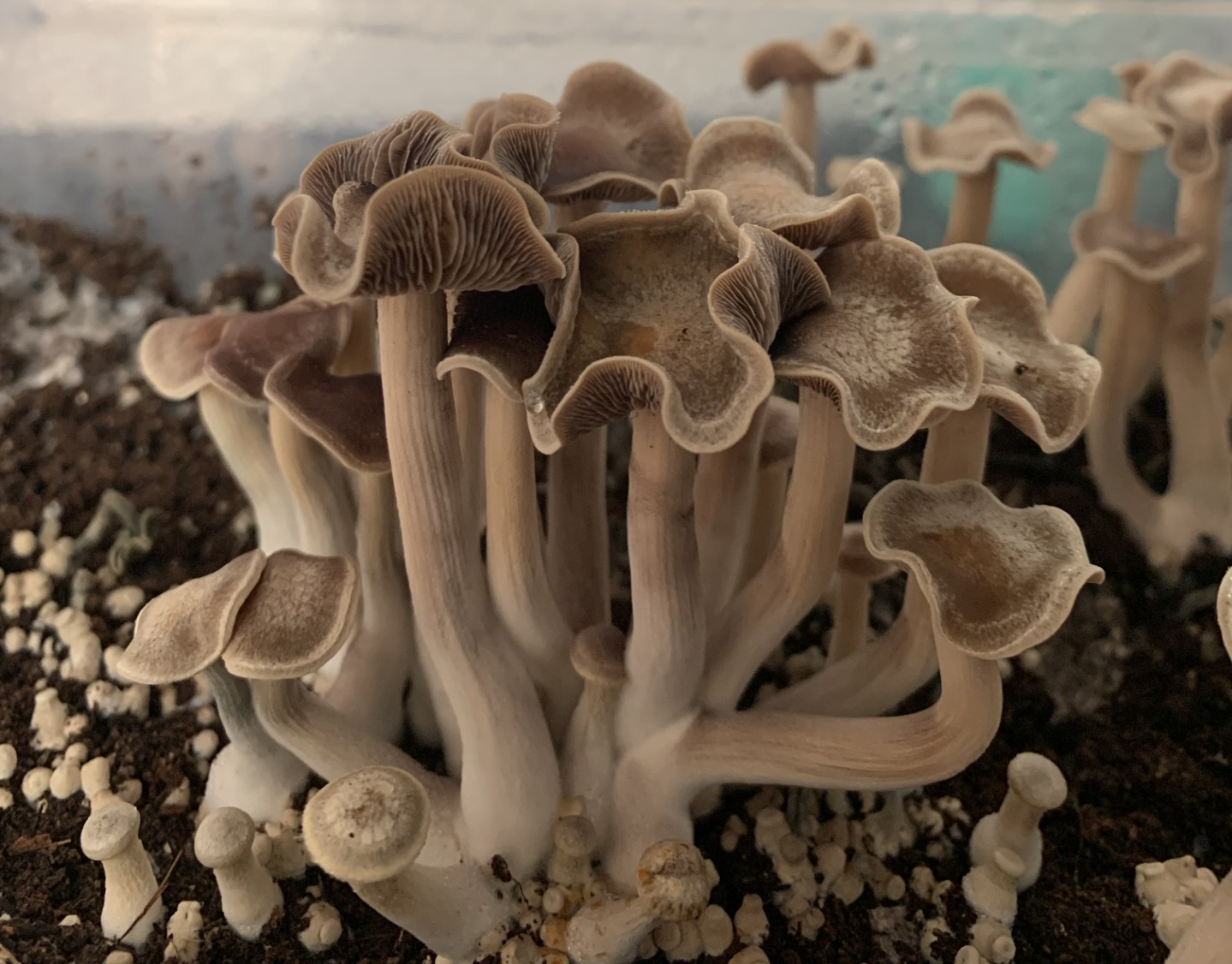 Everything to Know About the New Potent Psilocybin Mushroom