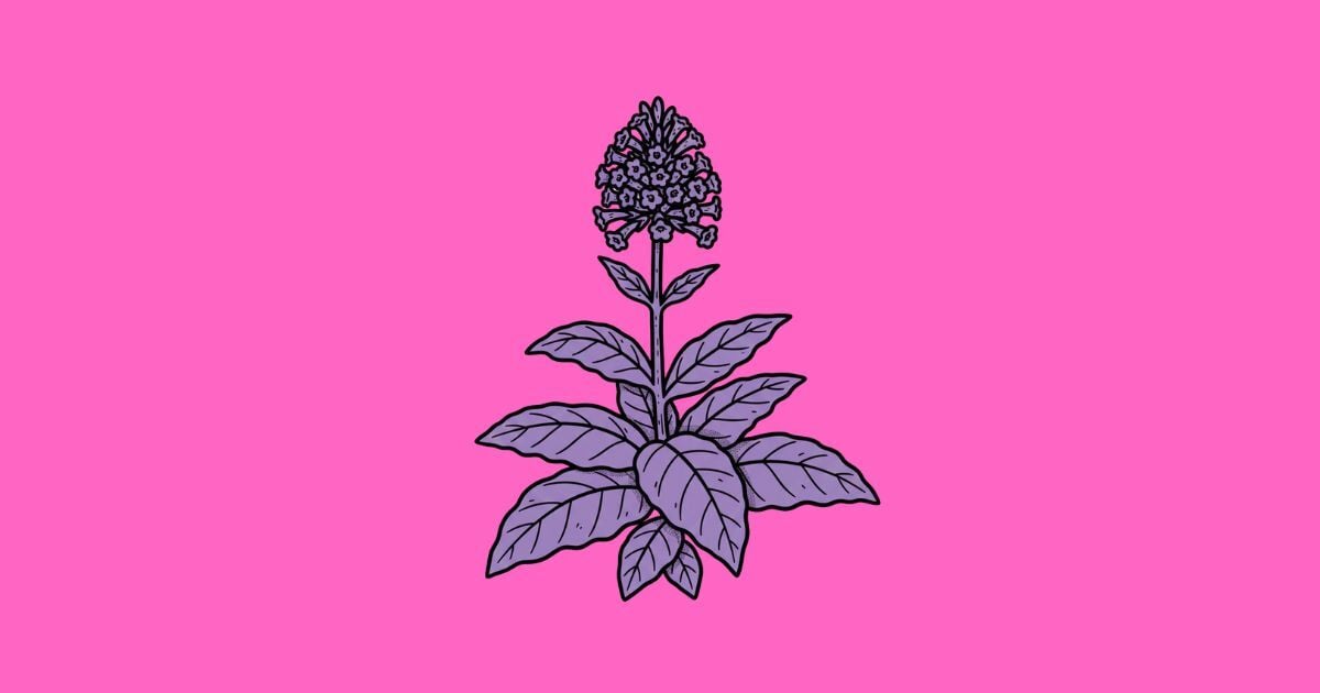 Plantas Maestras – Mapacho (Nicotiana rustica)