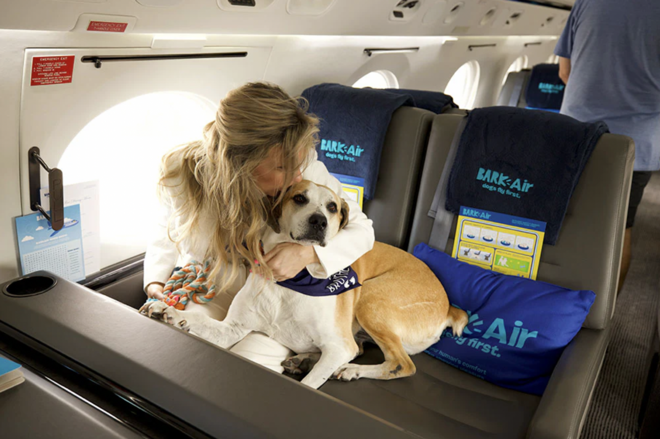 ✈️ Would You Ever Fly First Class With Your Dog? Bark Air Makes the Dream a Reality