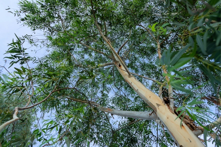 SF Woman’s Death Highlights Dangers of Eucalyptus