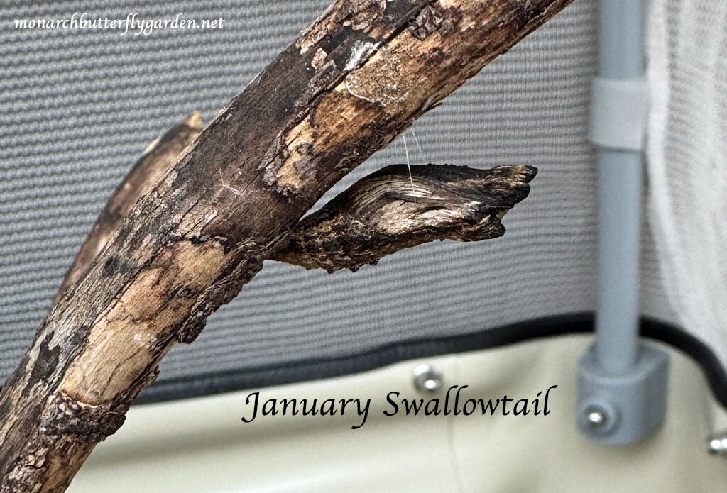 Are your Overwintering Plants Growing... BUGS❓🕷🐞 🐜 