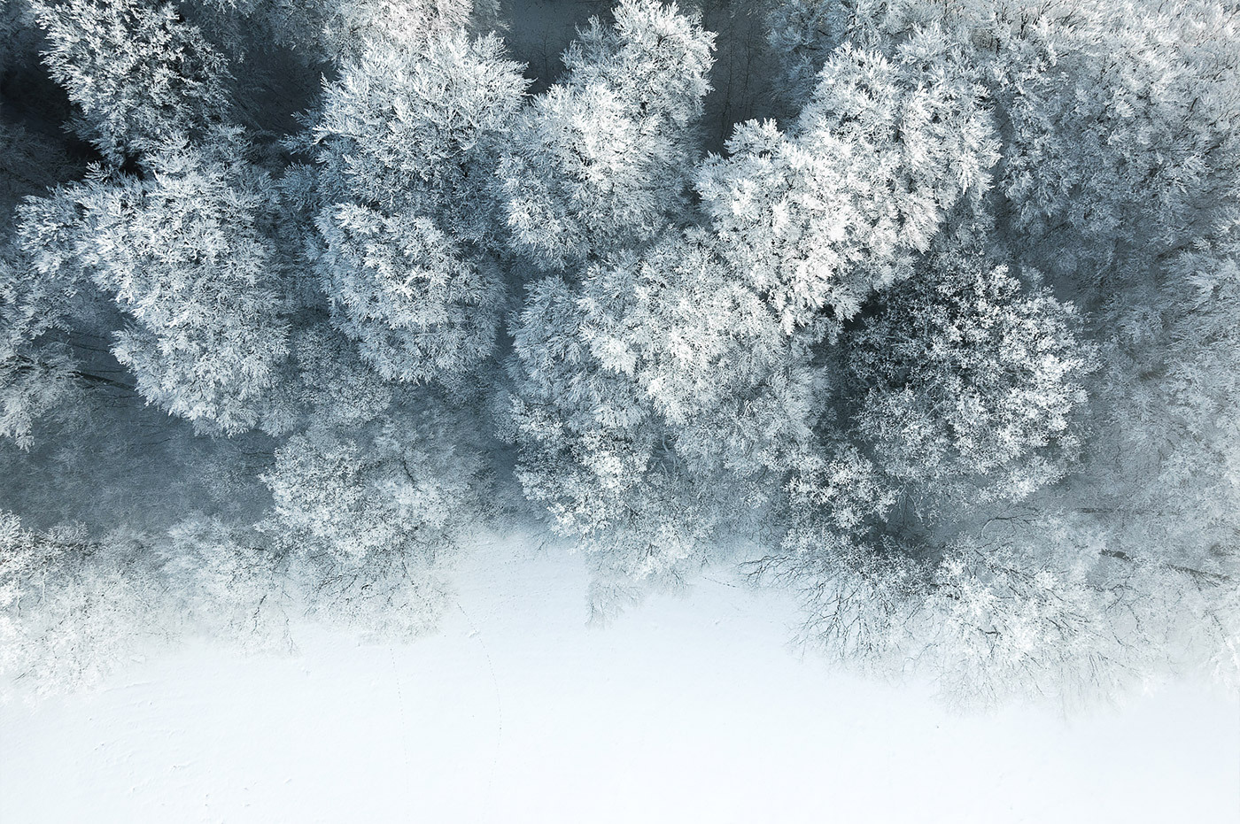 Tom Hegen’s Winter World