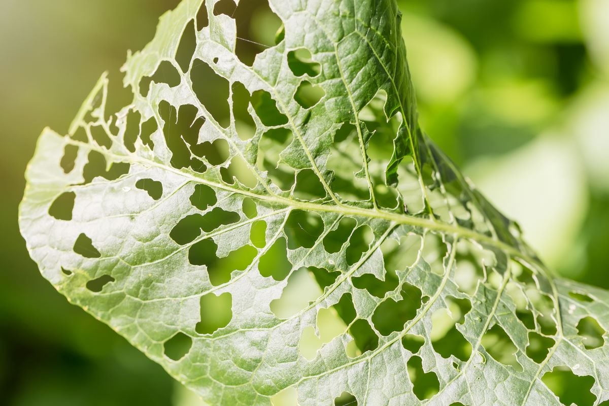 Mapa cria disque-denúncia de praga