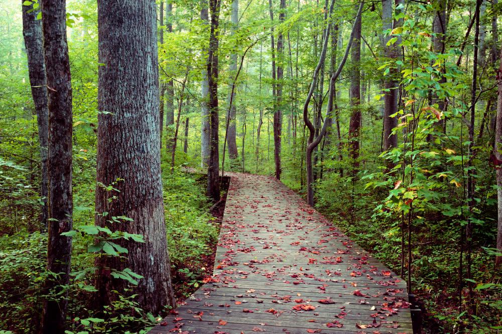 📘Town of Cary's Annual Burning?
