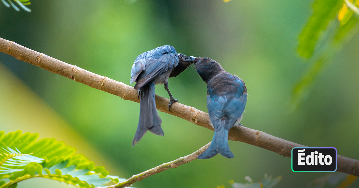 Porter « la voix de la nature » avec la Ligue pour la Protection des Oiseaux