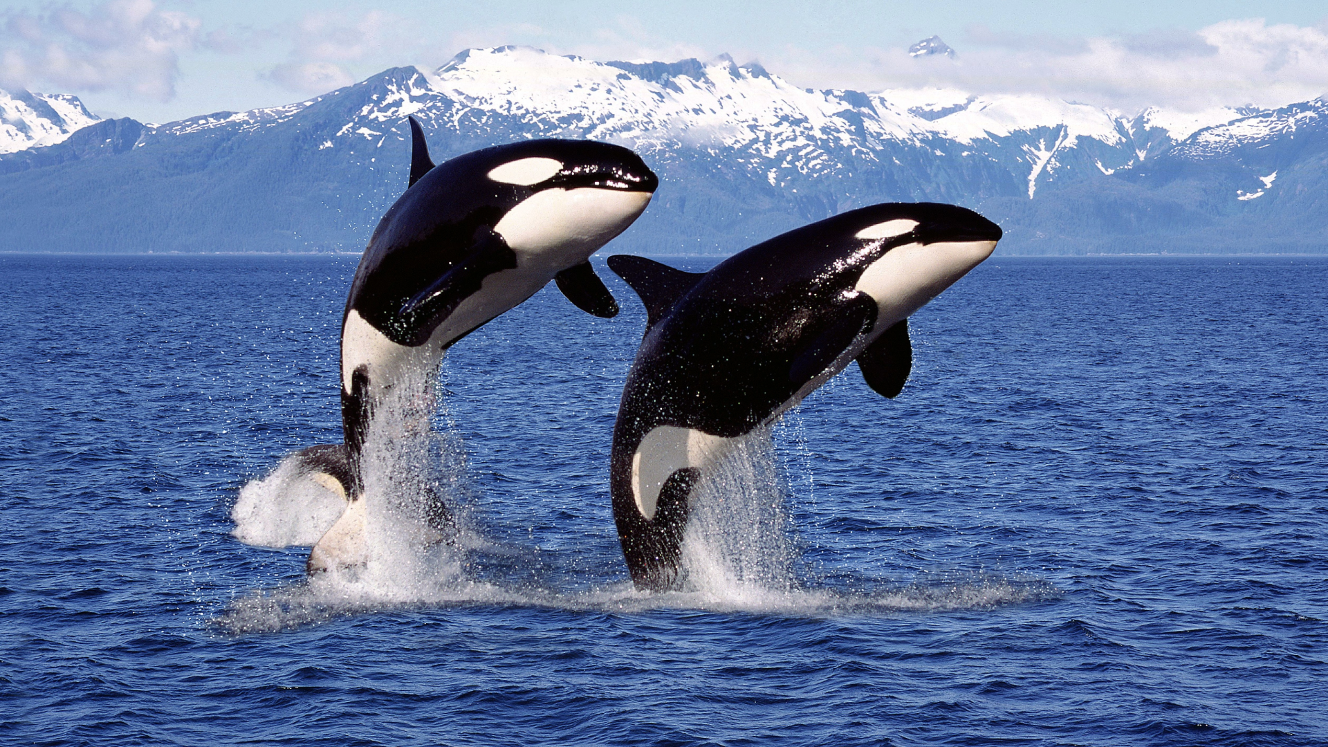 The Social Life of Orcas