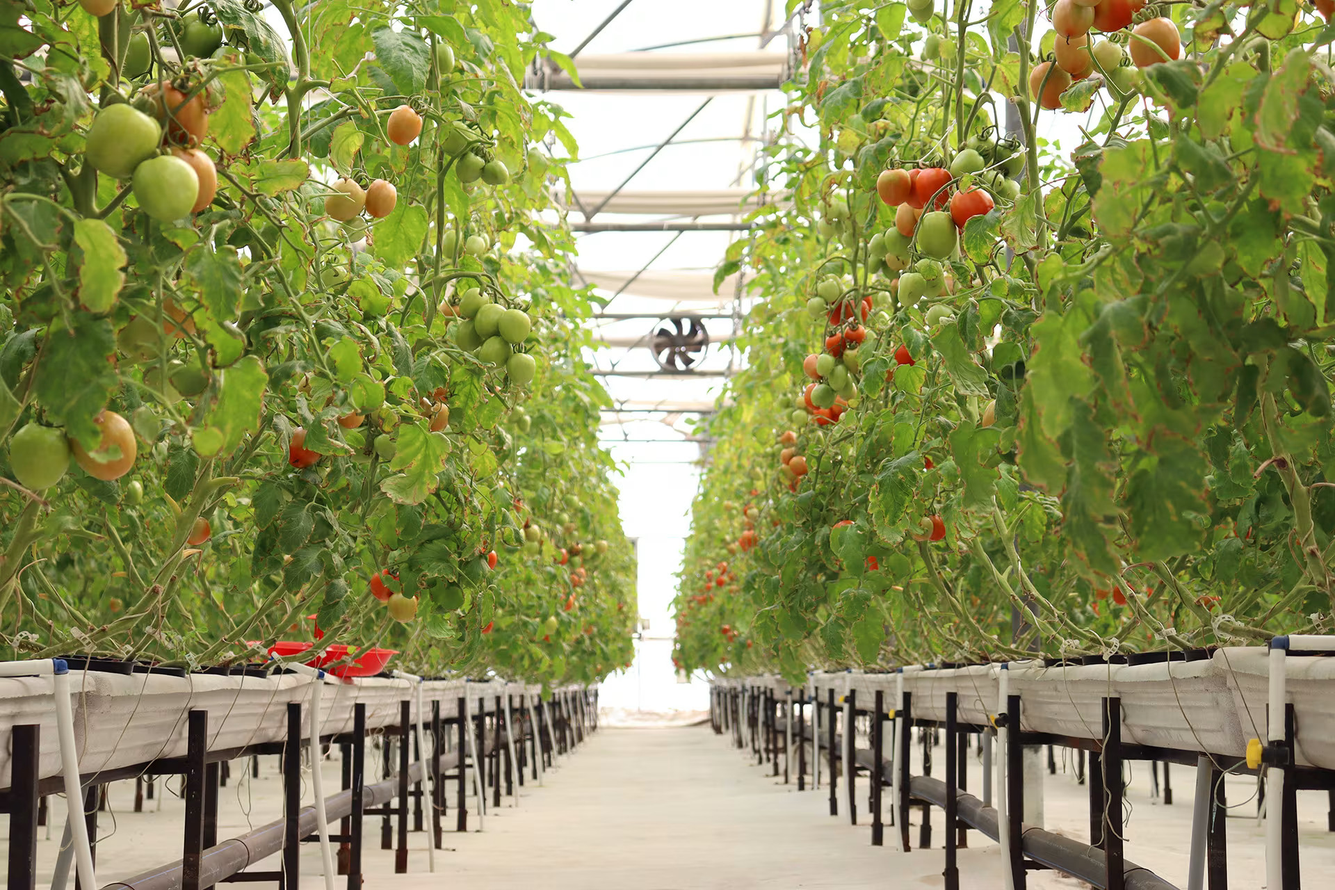 FoodTech Weekly #255 by Daniel S. Ruben